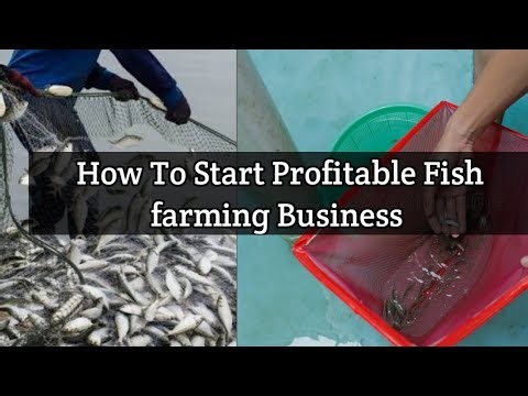 How To Start Profitable Fish Farming Business