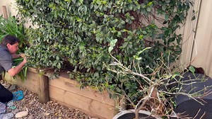 Another red belly from Shell Cove. Seems to be the hot spot at the moment. | Illawarra Snake Catcher