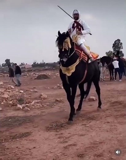 Le cheval authentique Marocain - Maroc