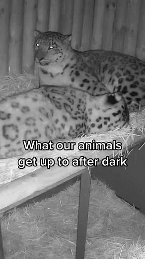 Cutest Wild Animals Caught on Camera in the Dark