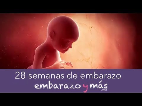 28 semanas de embarazo - Séptimo mes - EMBARAZOYMAS