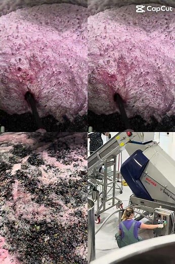 Harvest 2025 at Soldier Creek Winery