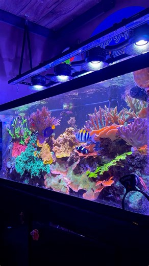 Just Chilin’ in Front of This 7 Year Old SPS Reef Tank!