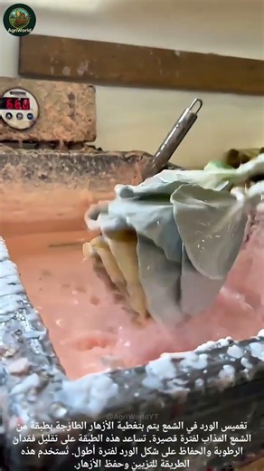 The Process Of Dipping Fresh Flowers In Wax: تغطية الورد في شمع.