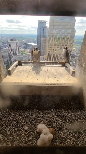 Saturday Snapshot: Celebrating Mayo Clinic Peregrines through Photography Today's video is from May 2018, of falcons Geanie and Triumph. Some of you may remember that Triumph hatched at Rochester's Mayo Clinic in May 2013, and went on to nest successfully in Minneapolis, MN at City Center. Here, Triumph (right) is with Geanie (right) with their offspring that season. This video was made possible due to one-way glass at the back of the nest box, which allows us to observe the falcons closely, wit