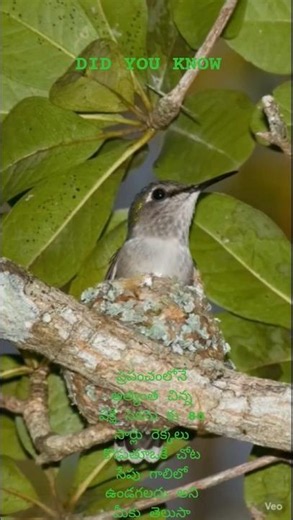 Did you know that this small bird's heart beats 1000 times a minute?