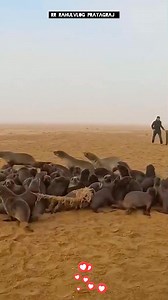 37K views · 517 reactions | The Rescued Seals 玲 | Heartwarming Animal...