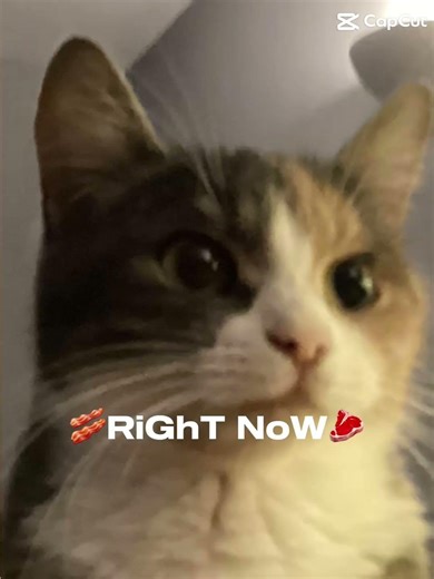 ASHY WANTS FOOD! 🐱😂 #cat #cute #funny #shorts