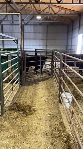 243K views · 3.7K reactions | Got a full barn! #reels #farm #sonnefarms #farmlife #cow #dayinmylife | Sonne Farms | Facebook