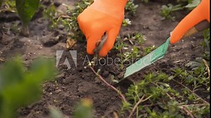 Weeding the garden. A woman's hand in work gloves clears the ground of weeds.