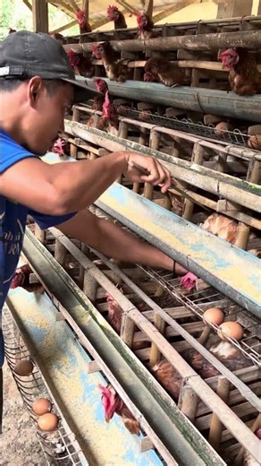 What Happens Inside a Traditional Egg Farm