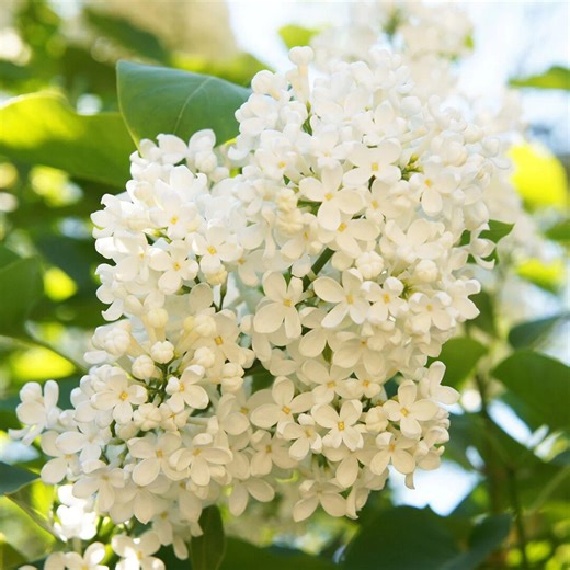 Japanese Lilac Tree Seeds, Ivory Silk | Elegant White Summer Blooms, Easy to Grow Ornamental Tree Seeds - Etsy
