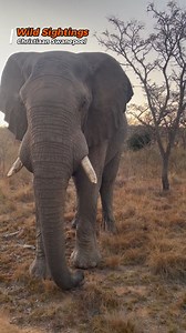 2.2K views · 35 reactions | An angry elephant charged a safari jeep before crushing a tree effortlessly while chasing the vehicle down the road. #elephant #southafrica #safari #wildlife #animals | Wild Sightings | Facebook