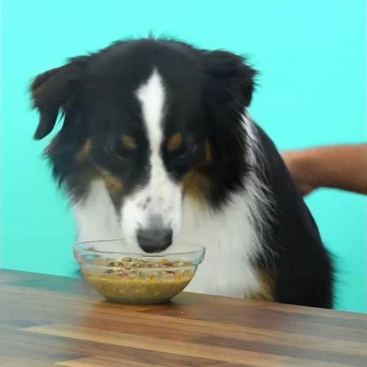 DIY Dog Food: Turkey and Ginger Power Bowl | Chewy Eats