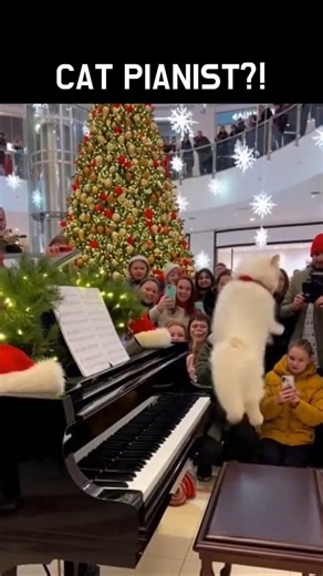 A White Cat Playing Piano in a Mall?! 🐱🎹