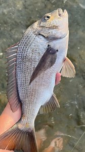 Bye 👋 #sunsetfish #bream | Ifish