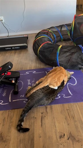 Latoya Greene | 😂😂😂 poor Monte | Instagram