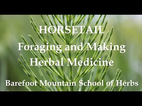 Horsetail - Identifying, Foraging, and Making Herbal Medicine