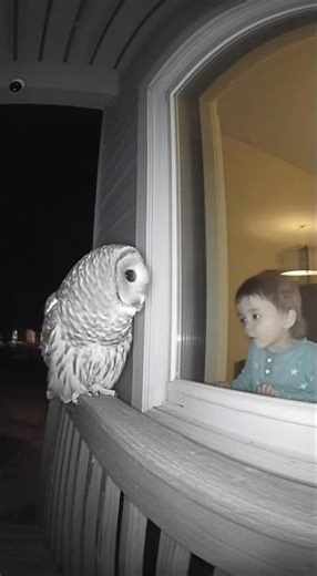 Owl Hoots, Kid Hoots Back