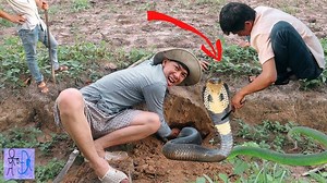 5.5K views · 36 reactions | Catching the biggest king cobra in the world. | Animal world | Facebook