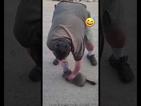 Viral Animal Rescues 🐾❤️ | Heroes Saving Animals in Incredible Moments