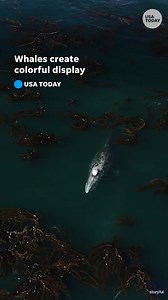 1.3K views | Incredible view from above: Pacific gray whales create beautiful rainbows with their spouts. | Akron Beacon Journal | Facebook