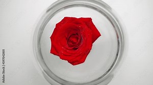 Top view of a rose on a stand. Red bud with drops of water or dew. Rose water. Organic product with rose petal extract. Moisturizing procedure with rose extract. Concept of cosmetology, youth.