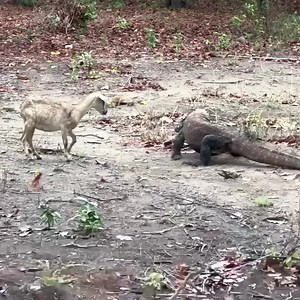 34K views · 128 reactions | Komodo Dragons vs Poor Goat #USATravel #AmericanLifestyle … Xem thêm | VietSoftware International | Facebook