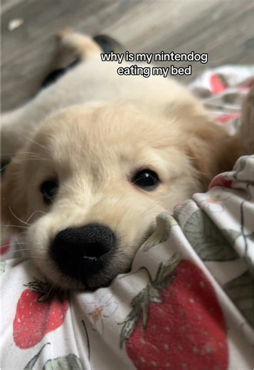 Understanding Nintendogs: Why Your Puppy Eats the Bed