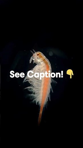 Here are 5 pro tips for successfully raising Aqua Dragons