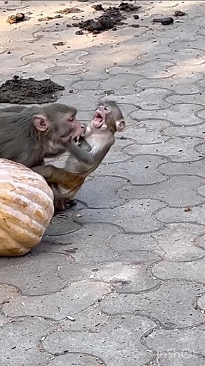 9.8K views · 71 reactions | Baby Monkey Faces Terrifying Attack  | Monkey BiBi | Facebook