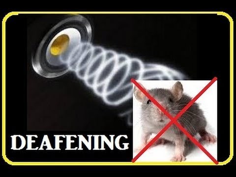 Deafening Sound keep Rats away from food sources and nesting