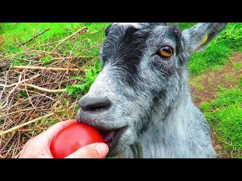 goatlog: Locking horns (2026-06-04)