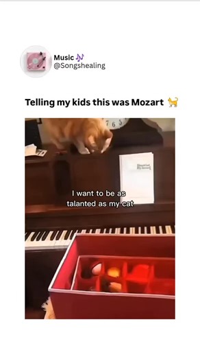 music on Instagram: "“When your cat skips the chaos and goes straight to Mozart  Follow @songshealing” #catpiano #catplayingpiano #mozartcat #funnycats #catsoftiktok #catsofinstagram #musicalcats #catvideos #catsplaying #classicalmusiccat #pianocat #viralcats #catlovers #funnycatvideos #healingmusic #songshealing Who's better"