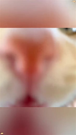 Heartwarming Cat Sounds That Will Melt Your Heart