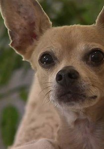 Bad Dog S01:E03 - Wild Things and Pet-Ty Crimes