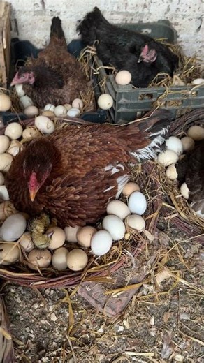 12 aseel hens hatching many egg stogether