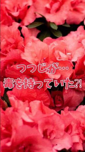 子供やペットに注意⚠️鮮やかに咲くつつじが…実は毒を持っていた意外な秘密 #モエチャン #shorts