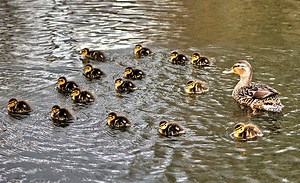 Pike Stalking A Duckling - AllOutdoor.com