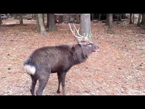 Bugling Sika Buck