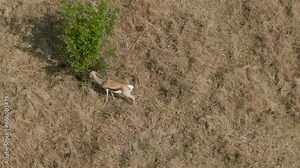 Aerial video of springbok antelope babies eating from a tree and searching for other food