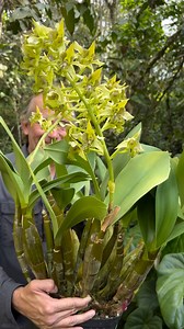 Wow 🤩 vean el tamaño de esta orquídea 😱😱😱😱😱 Se trata de una Dendrobium macrophyllum de la colección de Alma del bosque 🌳 😍 #orchids #plants #nature #flowers | Orquídeas mexicanas: descripcion y manejo