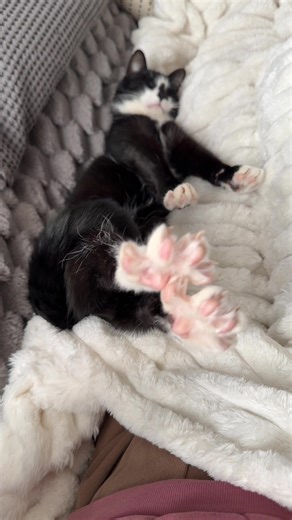 Ballet Videos Featuring Cats and Blue Danube Waltz