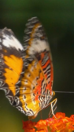 Most people know that caterpillars become butterflies—but did you know they turn into goo first? 🦋 Inside the chrysalis, the caterpillar releases enzymes that break down almost its entire body into a nutrient-rich liquid. From this goo, special cells called imaginal discs rebuild the butterfly. Even wilder? The brain stays intact, and some scientists think butterflies might even remember things from when they were caterpillars. #DiscoveryChannelIn #DisoveryChannelIndia #DiscoveryChannel #Discov