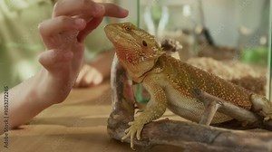 Close-up shot of hand of unrecognizable young woman stroking scaly skin and beard of calm, relaxed adult red bearded pogona dragon, after purchasing and bringing home from exotic pet store