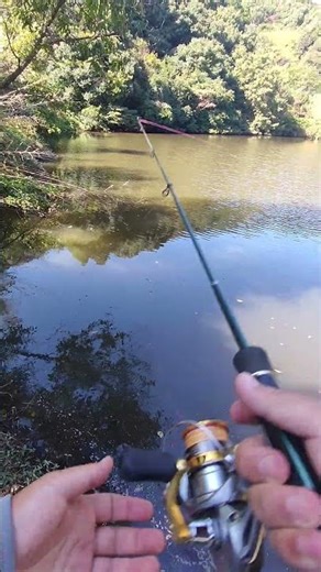 🌿 静寂の湖畔で心を癒す釣り体験 🎣【自然の息吹を感じる】