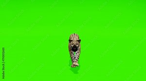 Looping footage: Energetic jaguar in motion, sprinting against a vibrant green screen background, enhancing your visuals with its dynamic movement.