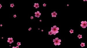 Download Floating Pink Flowers on Black Background Abstract Spring Nature Loop for free