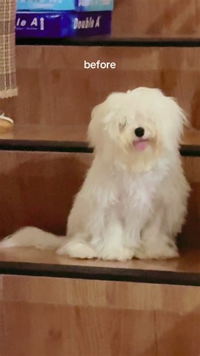 her first grooming 💕 #maltese #dogs