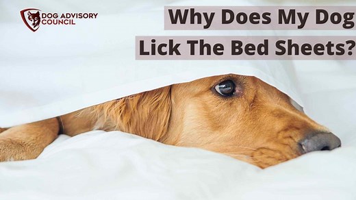 Why Does My Dog Lick The Bed Sheets? (Pillows and Blankets) | Dog Advisory Council